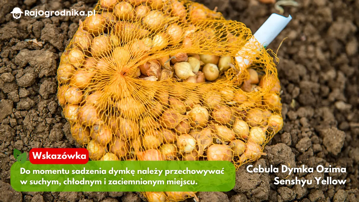 Cebula dymka ozima wygląd odmiany blog sklep rajogrodnika